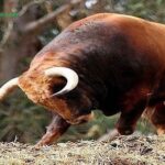e296b7-sonar-con-vacas-e29781-que-significa