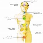 Reiki - El equilibrio de los chakras en el sistema endocrino
