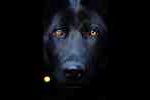Soñando con una interpretación de perro negro del sueño del perro negro