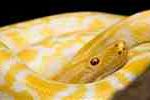 Soñando con una serpiente amarilla interpretación del sueño de una serpiente amarilla