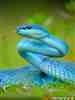 Soñando con una serpiente azul interpretación del sueño de una serpiente azul