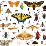 Soñar con la interpretación de insectos y el concepto del sueño de los insectos