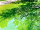 Soñar con la interpretación del agua verde significa el sueño del agua verde